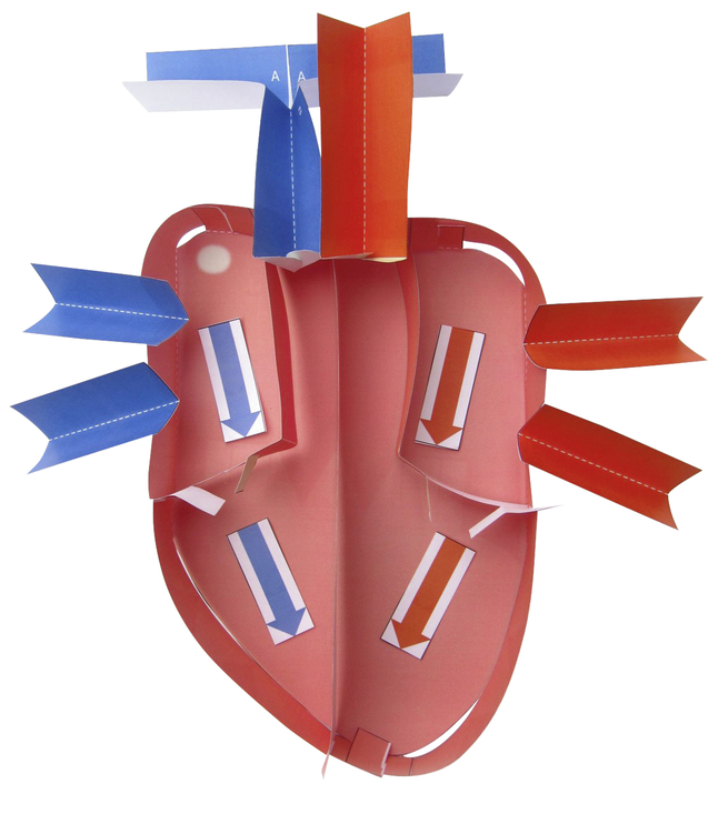 Newpath Learning Human Heart 3-D Model Kit, 1 Teacher Guide and 5 Student Guides, Item Number 2087427