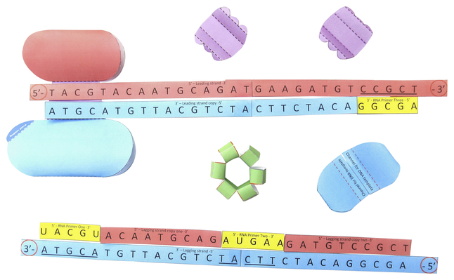 Newpath Learning DNA Replication 3-D Model Kit, 1 Teacher Guide and 5 Student Guides, Item Number 2087431