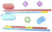 Image for Newpath Learning DNA Replication 3-D Model Kit, 1 Teacher Guide and 5 Student Guides from School Specialty