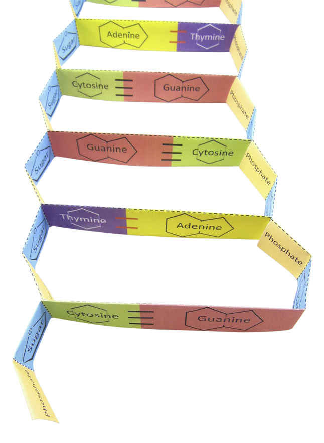 Image for Newpath Learning DNA structure 3-D Model Kit, 1 Teacher Guide and 5 Student Guides from School Specialty