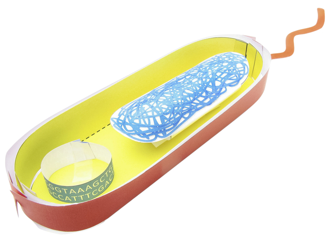 Image for Newpath Learning Simple Bacterial Cell 3-D Model Kit, 1 Teacher Guide and 5 Student Guides from School Specialty