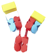Image for Newpath Learning Antibodies 3-D Model Kit, 1 Teacher Guide and 5 Student Guides from School Specialty
