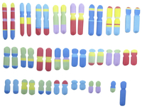 Image for Newpath Learning Chromosomes 3-D Model Kit, 1 Teacher Guide and 5 Student Guides from School Specialty