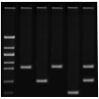 Edvotek Detecting COVID-19 Using Reverse-Transcription PCR, Item Number 2090609