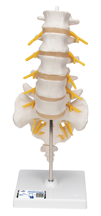 3B Scientific Human Lumbar Spinal Column Model, Item Number 2091086