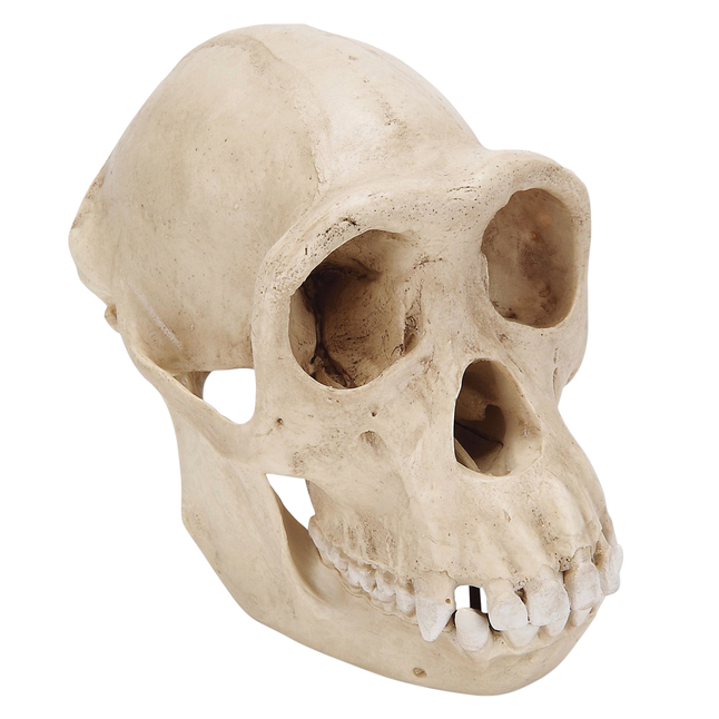 3B Scientific Chimpanzee Skull Model, Item Number 2091113