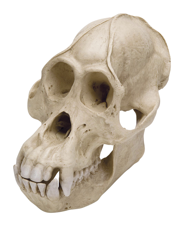 3B Scientific Orangutan Skull Model, Item Number 2091117