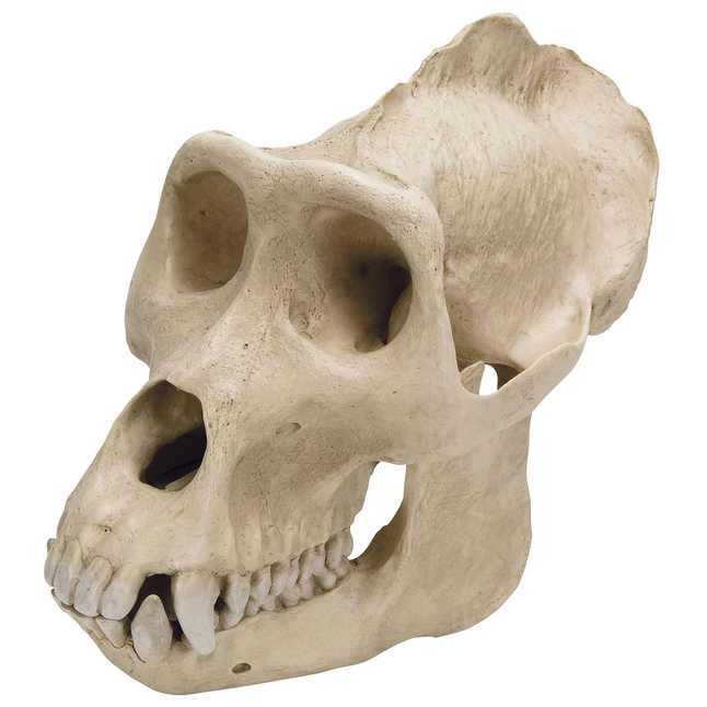 3B Scientific Gorilla Skull Model, Item Number 2091129