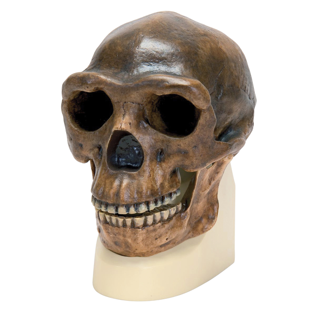 3B Scientific Sinathropus Skull Model, Item Number 2091135