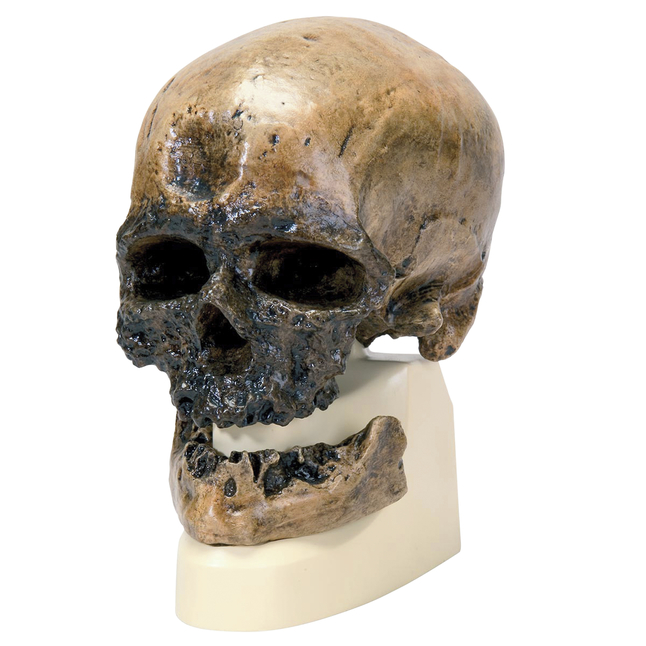 Image for 3B Scientific Cro-Magnon Skull from School Specialty
