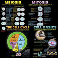 Image for Teacher Created Resources Cells 4-Pack Poster Set from School Specialty