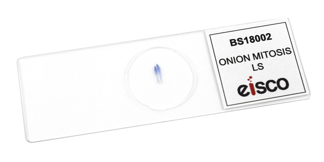 Image for Onion Prepared Microscope Slide, Pack of 8 from SSIB2BStore