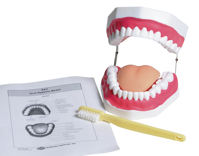 United Scientific Oral Hygiene Model, Item Number 2094386
