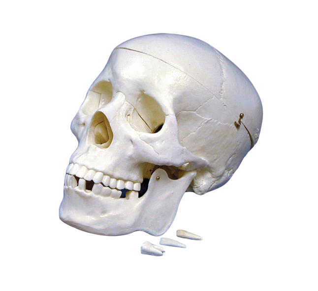 Image for United Scientific Human Skull Model from School Specialty