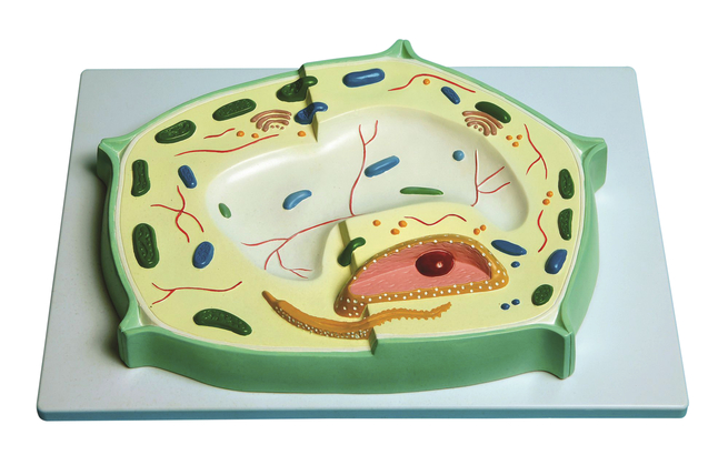 Image for United Scientific Plant Cell Model from School Specialty