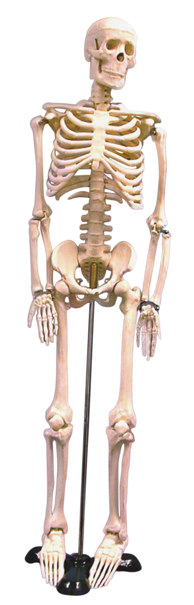 Image for United Scientific Human Skeleton Model, 85 Centimeters from School Specialty