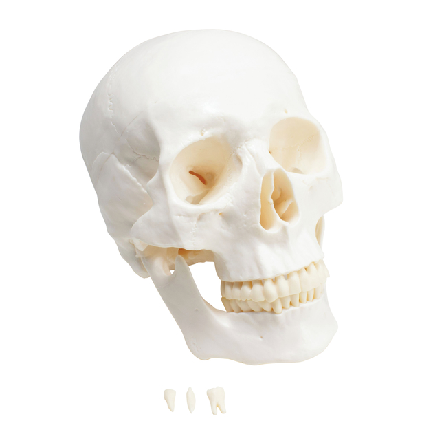 Image for United Scientific Economy Plastic Skull from School Specialty