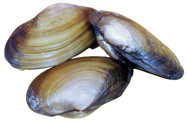 Frey Scientific Choice Preserved Marine Clams, Pack of 10, Item Number 2102624