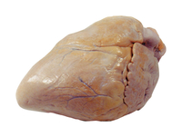 Frey Scientific Choice Preserved Pig Heart, Pack of 1, Item Number 2102652