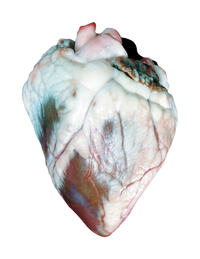Frey Scientific Choice Sheep Heart, Vacuum Sealed, Pack of 1, Item Number 2102655