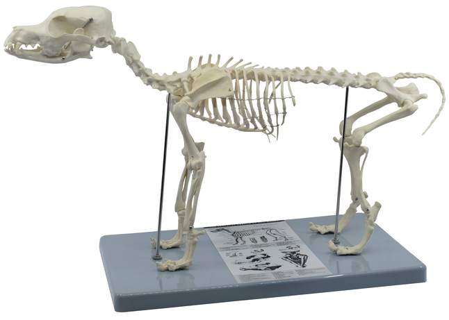 Eisco Labs Adult Dog Skeleton, Item Number 2102939