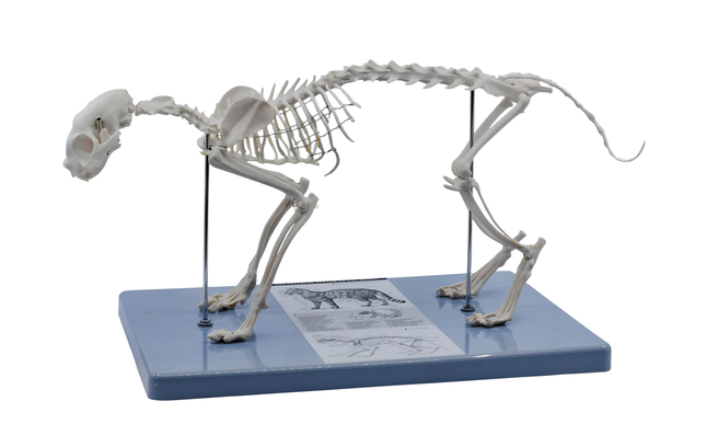 Eisco Labs Adult Cat Skeleton, Item Number 2102940