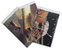 LaMotte Aquatic Macroinvertebrate Identification Cards, Item Number 2104184