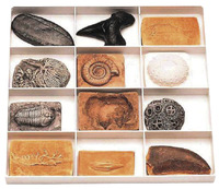 Fossils, Geologic Time, Item Number 50-0040