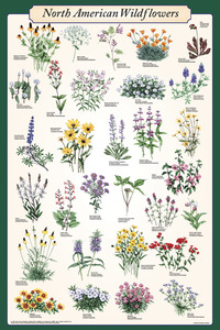 Feenixx Publishing North American Wildflower Identification Educational Poster, 24 x 36 Inches, Item Number 529203