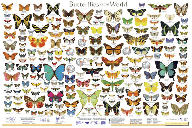 Frey Scientific Butterflies of the World Poster, Item Number 529204