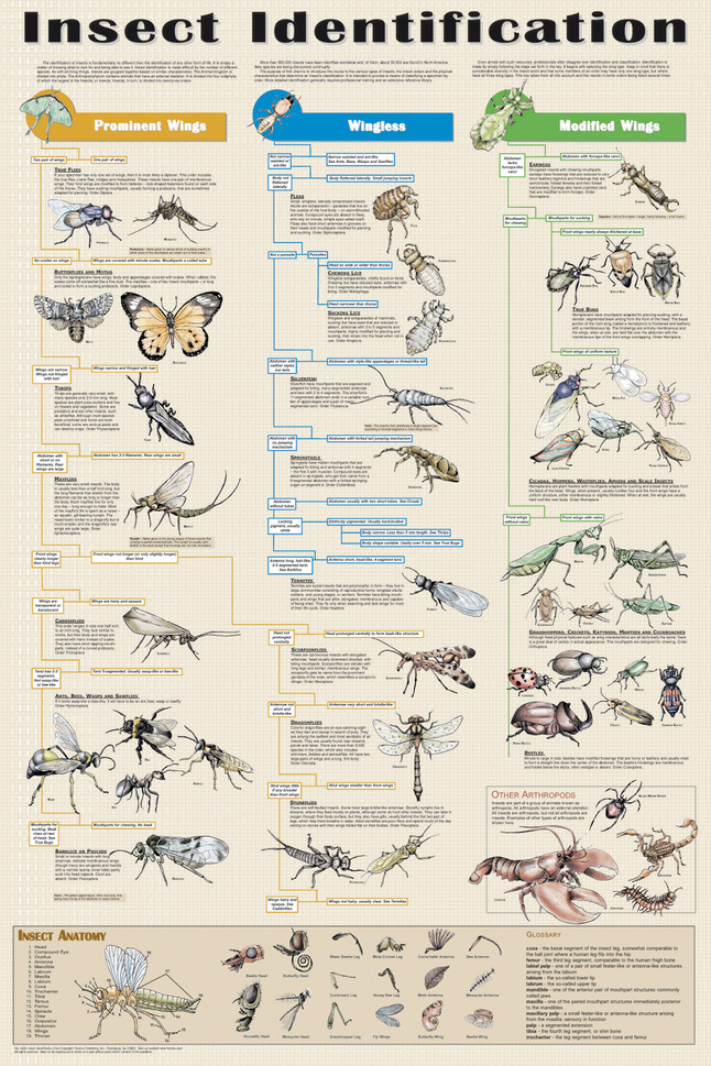 Feenixx Publishing Insect Identification Guide Educational Poster, 24 x 36 Inches, Item Number 529205