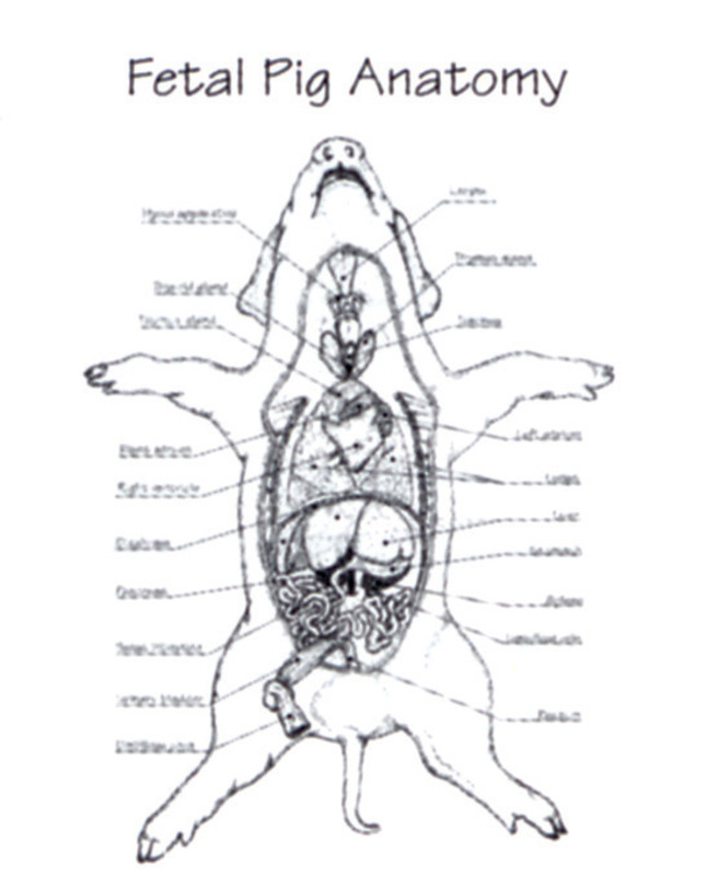 fetal pig dissection diagrams digestive