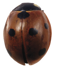 Frey Scientific Lady Beetles Living Material Coupon - For 30 students, Item Number 532210