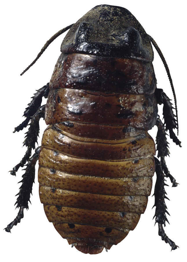 Frey Scientific Madagascar Hissing Cockroach Living Material Coupon - Female, Item Number 532218