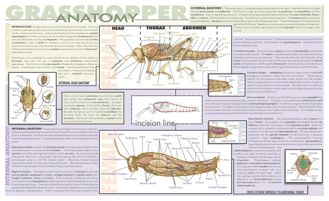 Frey Scientific Laminated Dissection Mat, Grasshopper Anatomy Print, Item Number 532224