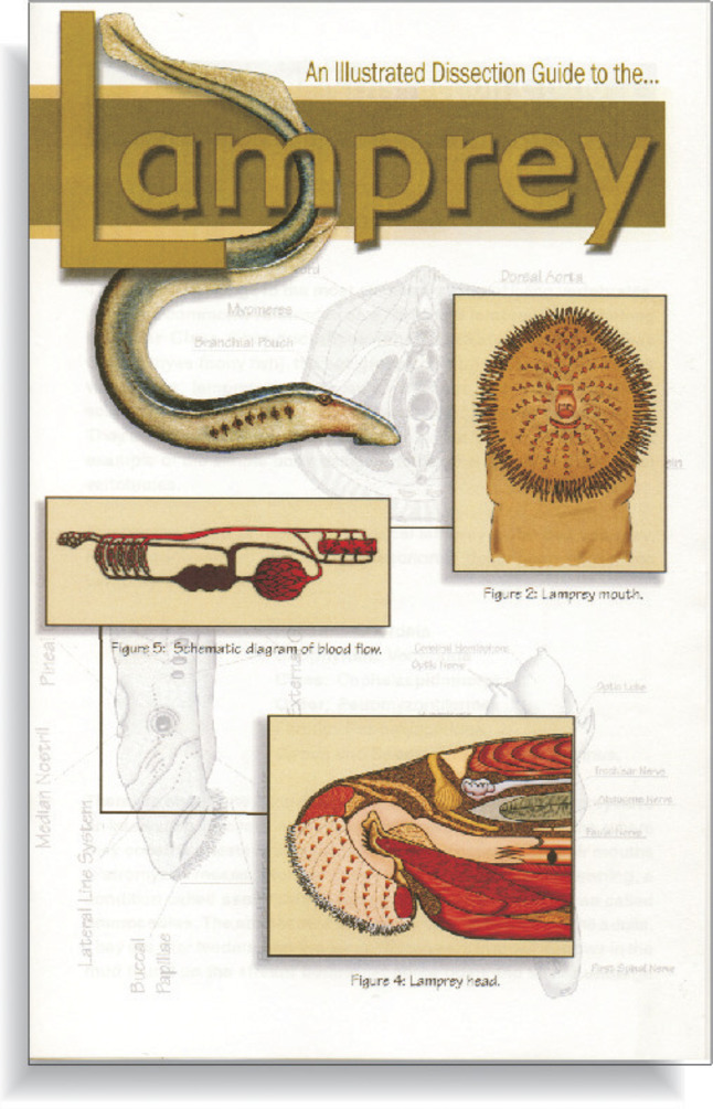 Frey Scientific Mini-Guide to Lamprey Dissection, Paperback, 16 Pages, Item Number 532248
