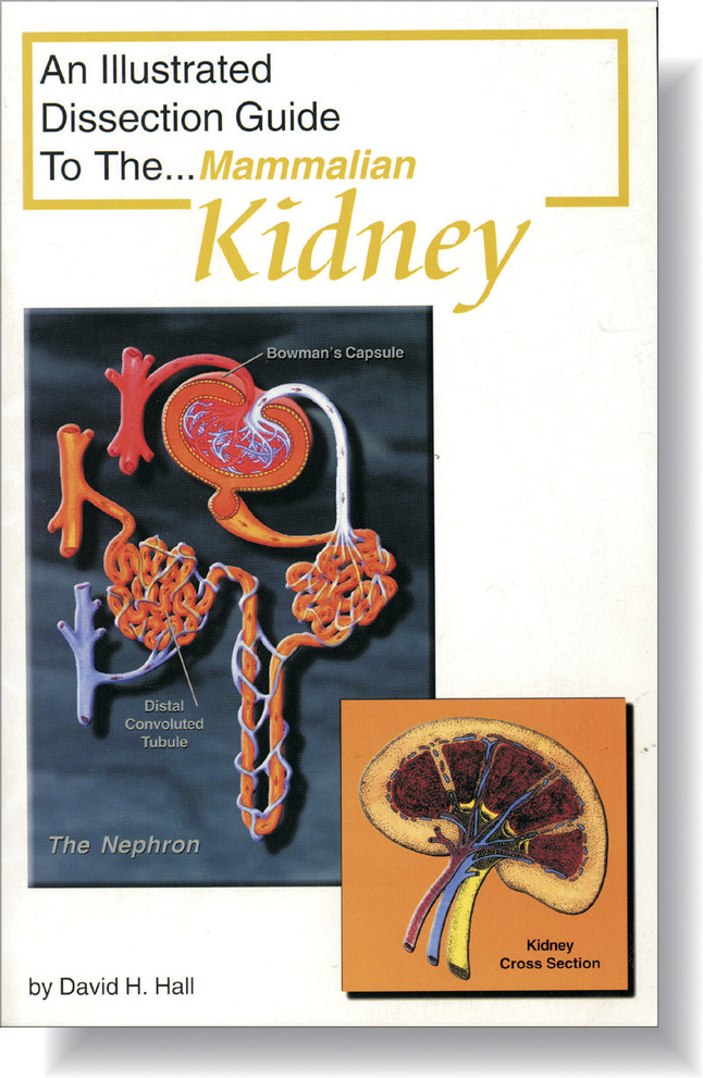 Frey Scientific Mini-Guide to Mammalian Kidney Dissection, Item Number 532270
