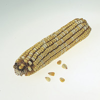 Frey Scientific Corn Ears for Genetics Studies - Purple:Yellow - 1:1, Item Number 1017531