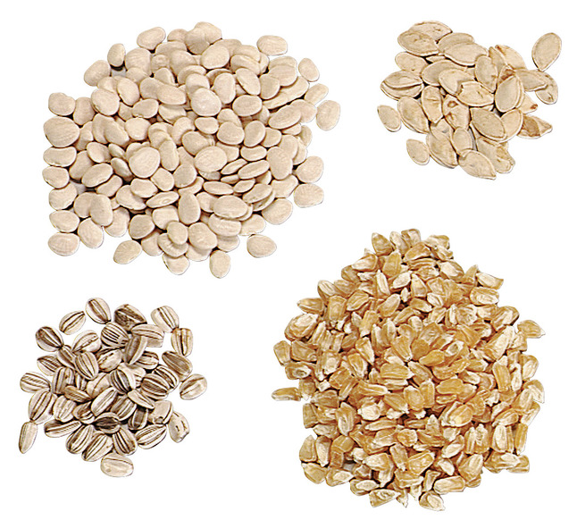 Frey Scientific Seeds, Broad Bean, Pack of 700 (approx), Item Number 586539