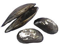 Frey Scientific Mussels - 1 2 inches - Pack of 12, Item Number 563845