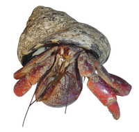 Frey Scientific Hermit Crabs - Pack of 3, Item Number 563983