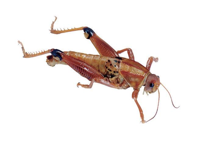 Frey Scientific Choice Preserved Grasshoppers, 3 Inches or Larger, Pail of 50, Item Number 597348
