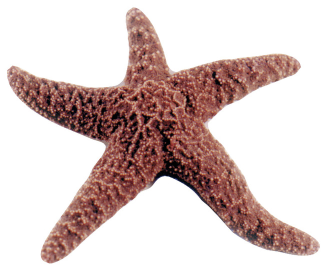 Frey Choice Preserved Starfish - 5 - 6 inches - Pail of 100, Item Number 597459