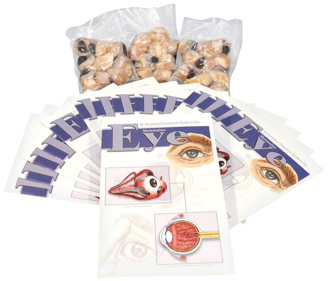 Frey Scientific Economy Plain Injected Preserved Sheep Eye Classroom Pack, Pack of 10, Item Number 588559