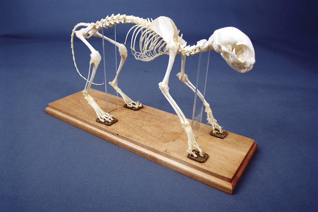 Image for Frey Scientific Cat Skeleton Display from School Specialty