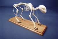 Frey Scientific Cat Skeleton Display, Item Number 589096