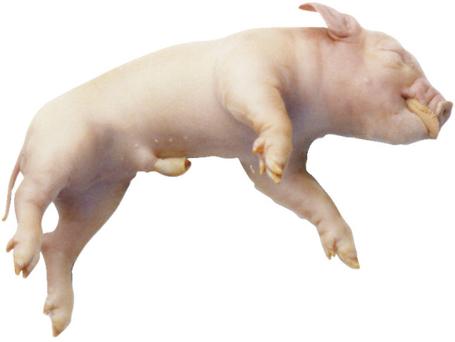 Frey Select Formaldehyde-Free Preserved Fetal Pig, 13+ Inches, Item Number 597081