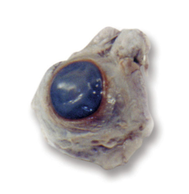 Frey Scientific Choice Preserved Cow Eye, Plain Injected, Item Number 596922