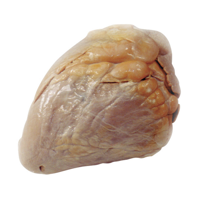 Frey Scientific Choice Preserved Cow Heart with Aorta, Item Number 596928
