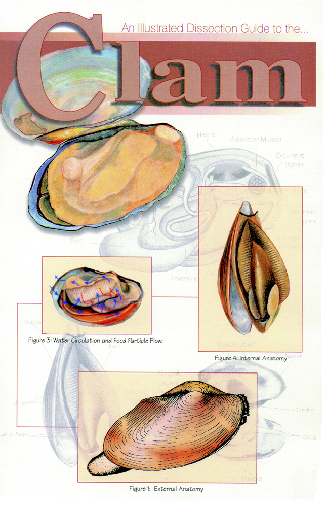 Image for Frey Scientific Mini-Guide to Clam Dissection from School Specialty